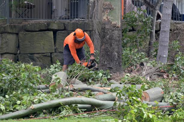 Professional Tree Care  in Red Bank, SC